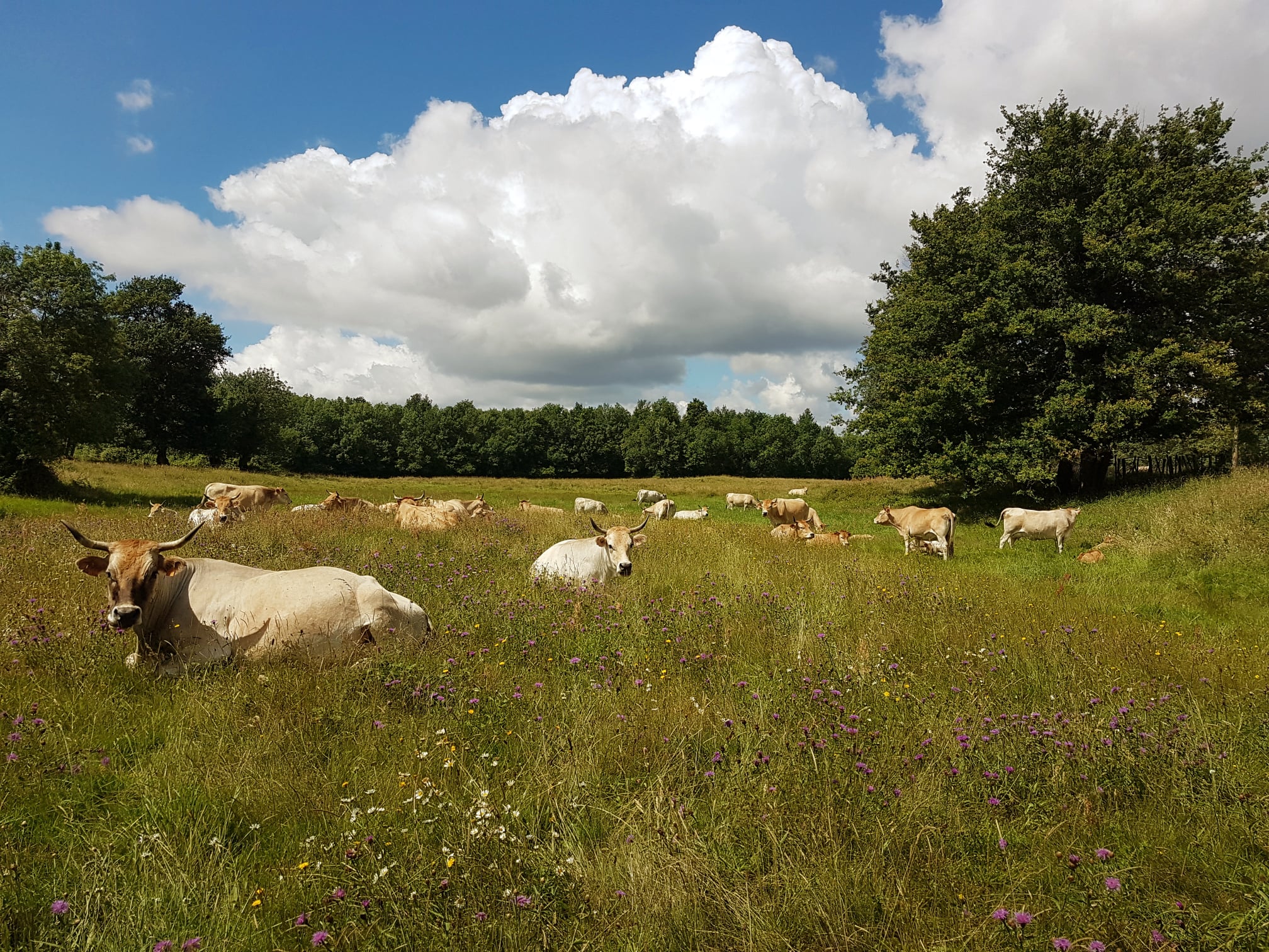 Vaches nantaises en bord de Loire - photo Ferme des Genettes