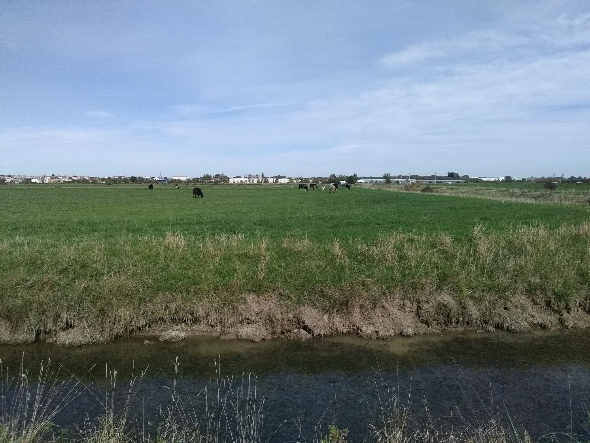Marais de Rochefort - photo FMA