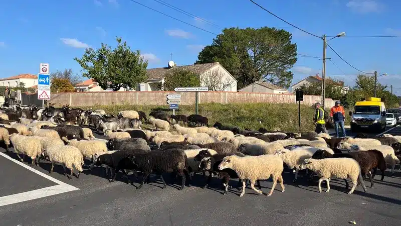 Transhumance Pornic Préfailles – photo Myriam N’Guenor – France 3 Pays de la Loire Transhumance Pornic Préfailles - photo Myriam N'Guenor - France 3 Pays de la Loire