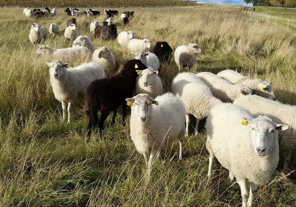 Landes de Bretagne et Belle-Ile dans la France Agricole