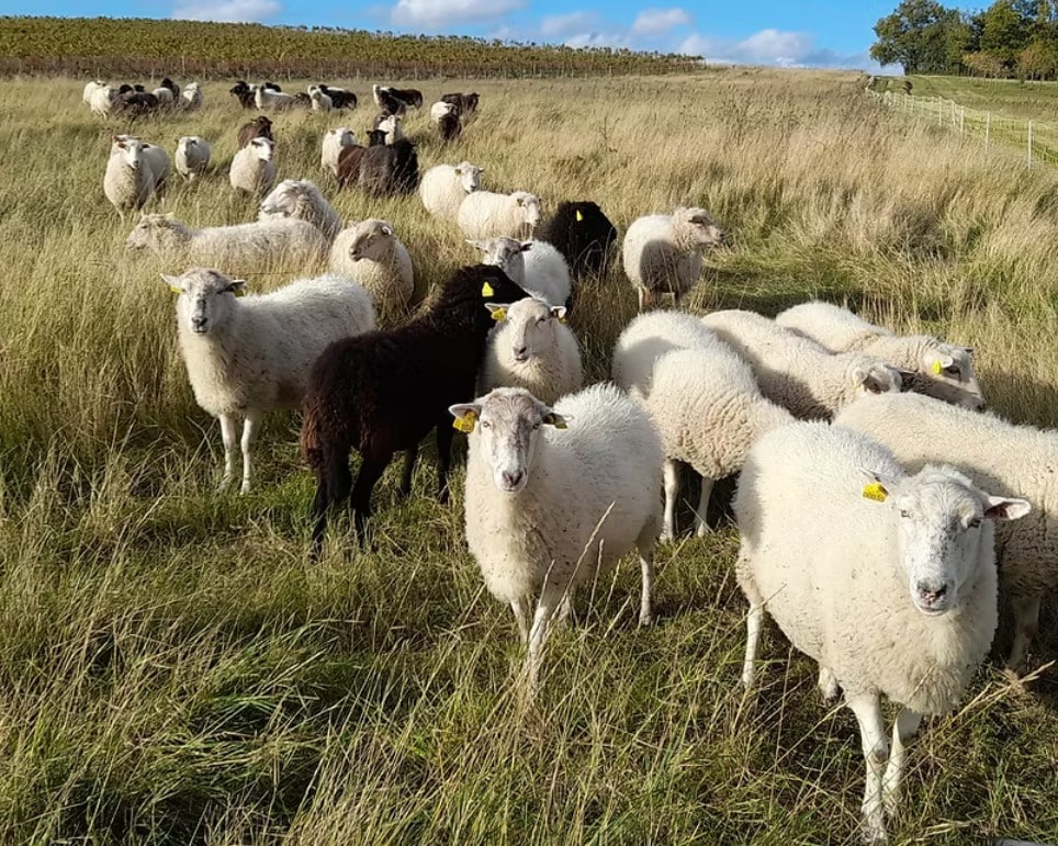 Mouton Noir Mouton Blanc