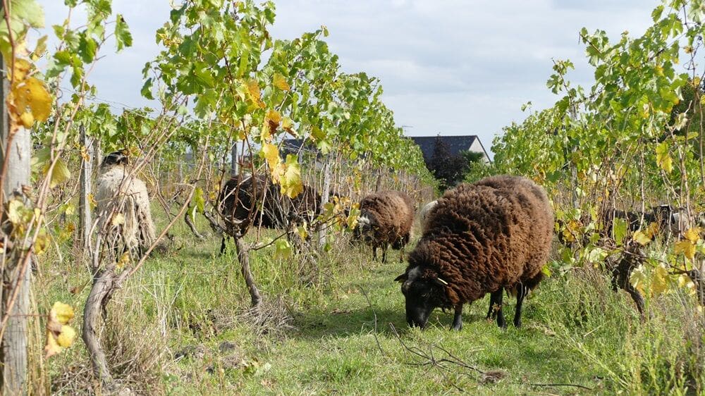 Pâturage dans les vignes - photo Catherine Perrot