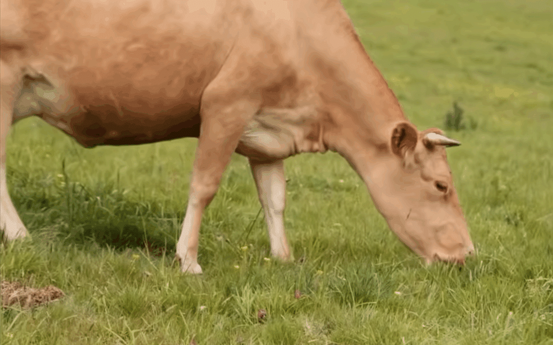Rustiques, portraits de vaches résistantes