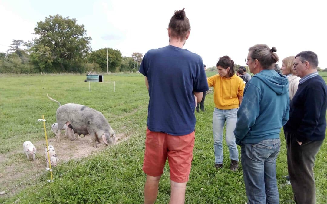Porc Longué : relance d&rsquo;une race et génétique