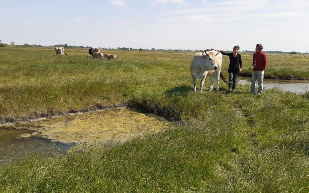 Formation « la mort des animaux en élevage, accompagner les animaux de la naissance à la mort »