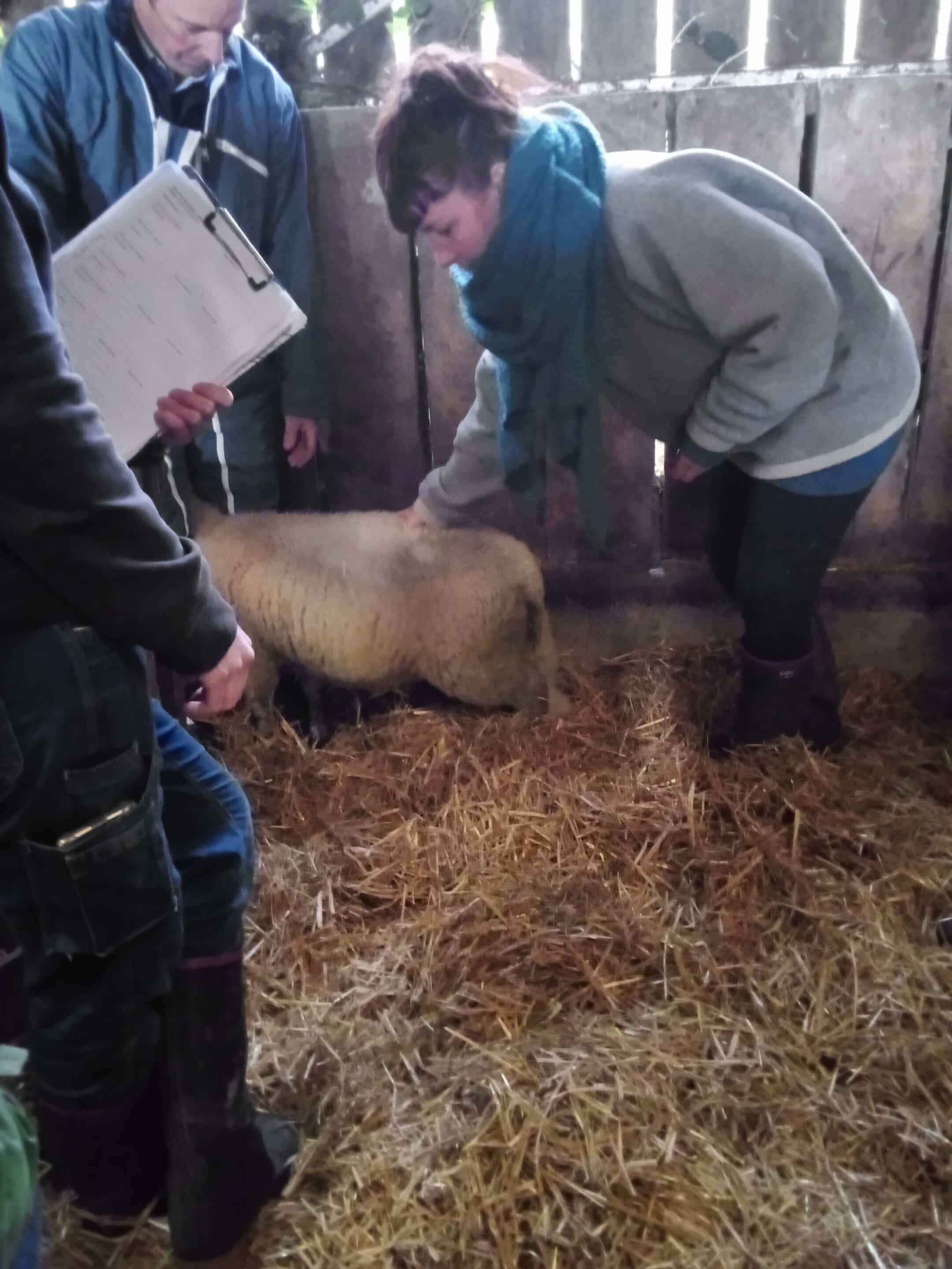 Formation Denved r Vro Savoir trier ses agneaux Belle-Ile en vue de la valorisation