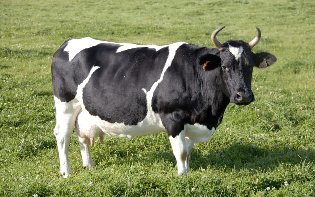 La Bretonne Pie Noir fête 50 ans de sauvegarde en 2026