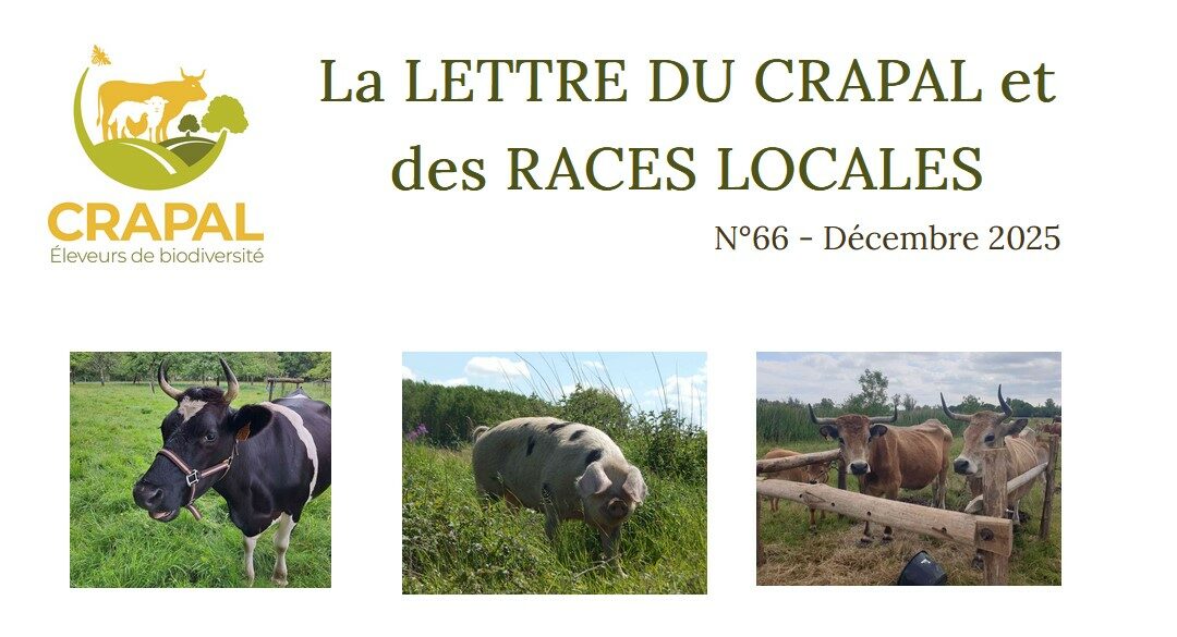 La lettre du CRAPAL et des races locales n°66 – décembre 2025