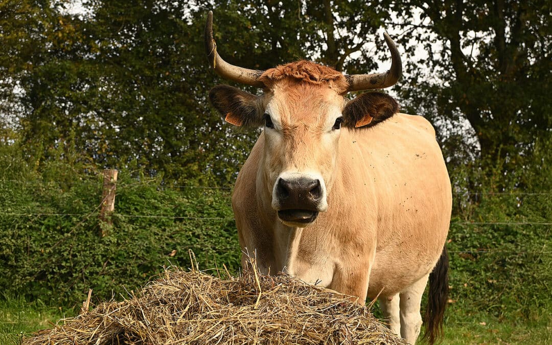 Le Conseil Départemental de la Vendée met un éleveur de maraîchines en avant