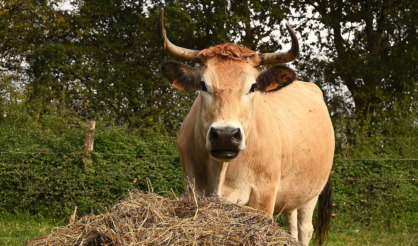 Ferme des Brancardières. Crédit Patrick Durandet – CD85 Ferme des Brancardières. Crédit Patrick Durandet - CD85