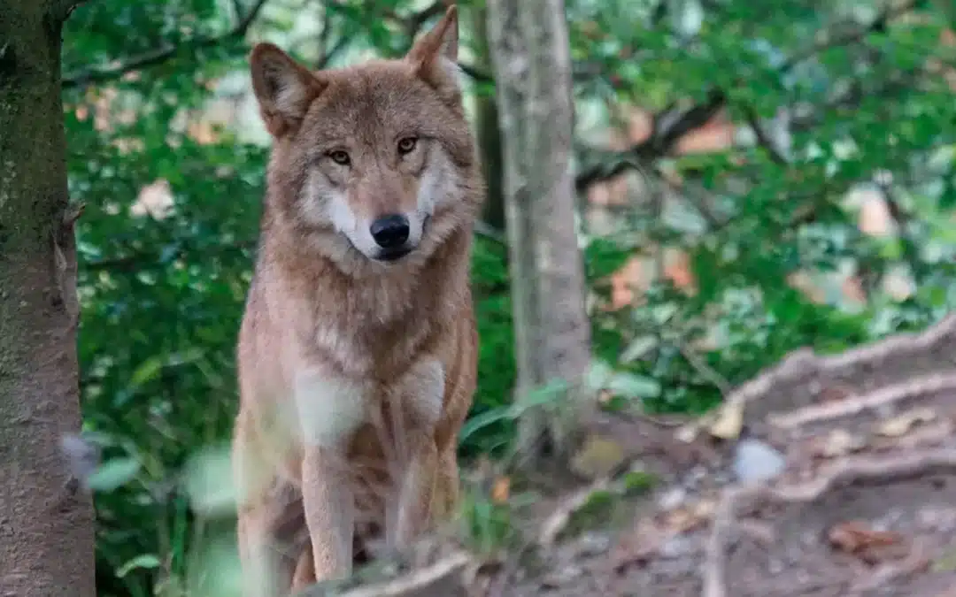 Protection des troupeaux contre la prédation : ressources
