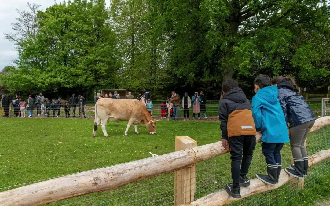 Nantes Métropole : écopâturage et races locales