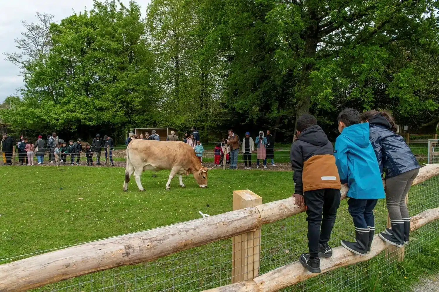 Vache nantaise - Photo Loïc Gatteau pour Nantes Métropole
