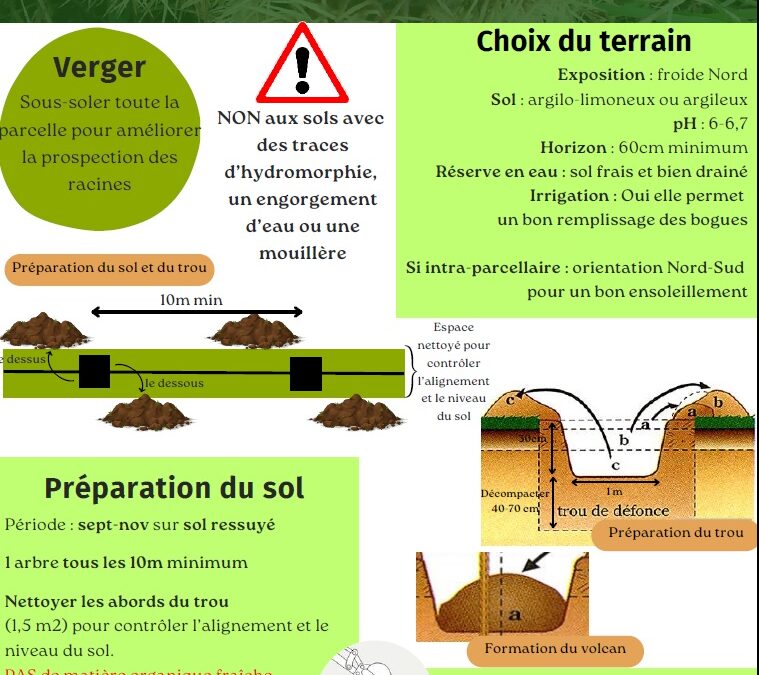 Fiche technique Plantation de châtaignier