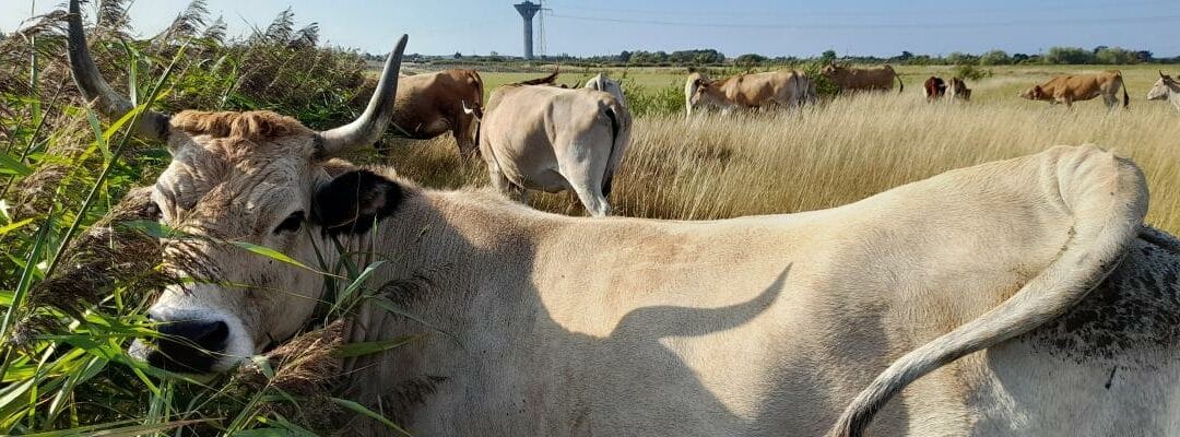 Quelle place pour les ressources atypiques dans les systèmes de polyculture-élevage bovin ?