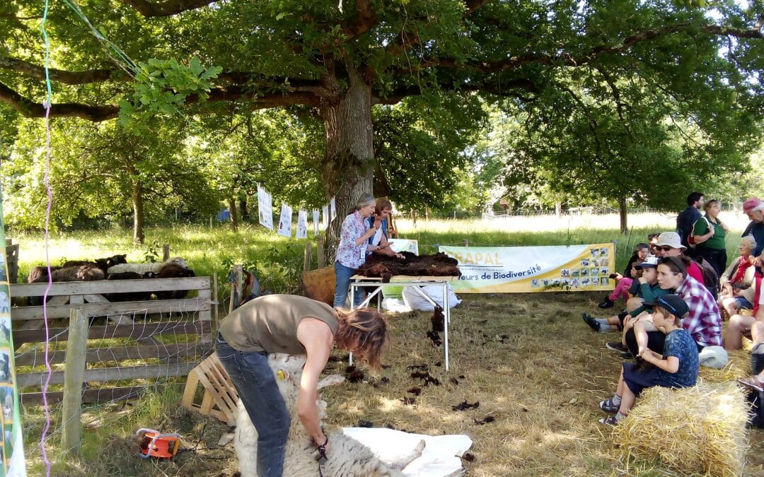 Une belle représentation des races à la « Fête de la laine et des races locales »