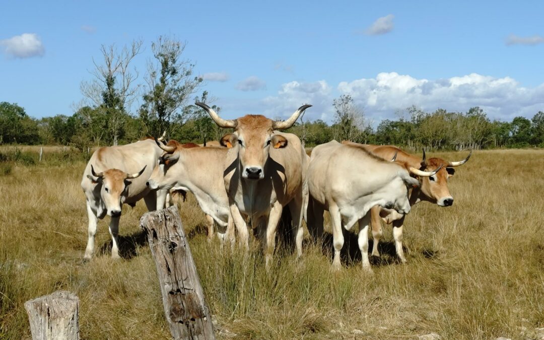 Élevage bio de maraîchines à reprendre dans le Marais poitevin