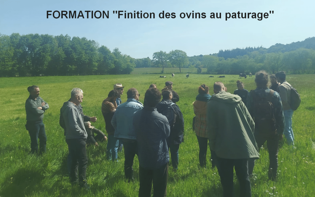Formation « finition des ovins au pâturage »